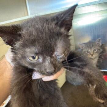 Erika -  Domestic Short Hair Cat for Adoption in Newark, New Jersey - Erika | PetCurious