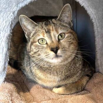 Rescue Domestic Short Hair Cats for Adoption in Port Washington, New York - Ramona | PetCurious