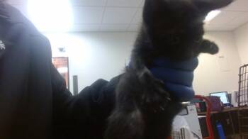 DAMARA -  Domestic Short Hair Cat for Adoption in Doral, Florida - DAMARA | PetCurious
