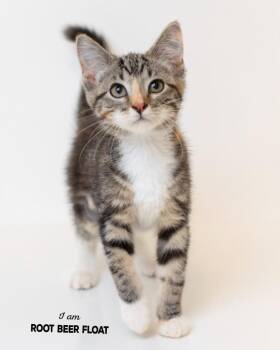 Root Beer Float -  Domestic Short Hair Cat for Adoption in Boone, Iowa - Root Beer Float | PetCurious