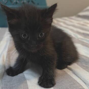 Domestic Short Hair Cats Available for Adoption in Buffalo, Minnesota - Tairn | PetCurious