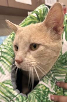 Buffington -  Domestic Short Hair Cat for Adoption in Fishers, Indiana - Buffington | PetCurious