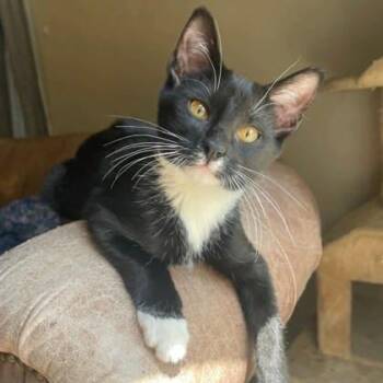 Sweetie -  Domestic Short Hair Cat for Adoption in Warr Acres, Oklahoma - Sweetie | PetCurious