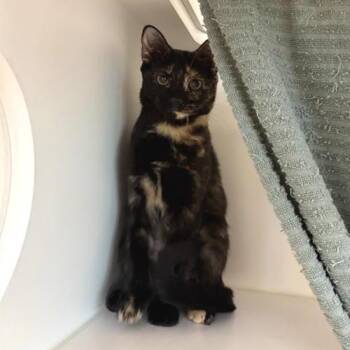 Bindi -  Domestic Short Hair Cat for Adoption in Phoenix, Arizona - Bindi | PetCurious
