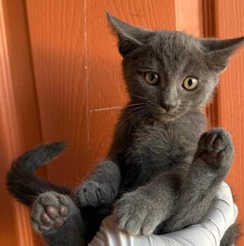 Domestic Short Hair Cats Available for Adoption in Huntington Beach, California - Amelia | PetCurious