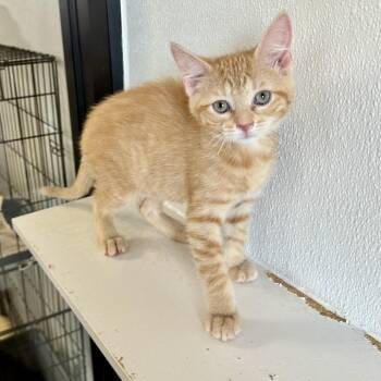 Arnie FC CD -  Domestic Short Hair Cat for Adoption in Union, Missouri - Arnie FC CD | PetCurious