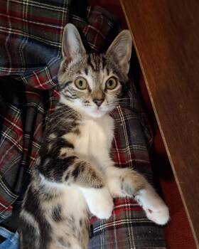 Stripey -  Domestic Short Hair Cat for Adoption in Fairfax Station, Virginia - Stripey | PetCurious