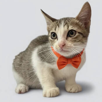 Rescue Domestic Short Hair Cats for Adoption in Grand Bay, Alabama - Sherman | PetCurious