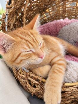 Flynn -  Domestic Short Hair Cat for Adoption in Lemont, Illinois - Flynn | PetCurious