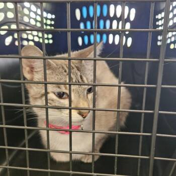 Siamese and Domestic Short Hair Cats Available for Adoption in Montgomery, Alabama - Luma | PetCurious