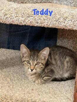 Teddy -  Domestic Short Hair and Tabby Cat for Adoption in Ruskin, Florida - Teddy | PetCurious