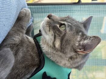 Ozzie -  Tabby Cat for Adoption in Costa Mesa, California - Ozzie | PetCurious