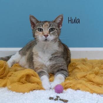 Domestic Short Hair Cats Available for Adoption in Pekin, Illinois - Hula | PetCurious