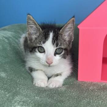 The Fuzz -  Domestic Short Hair Cat for Adoption in San Antonio, Texas - The Fuzz | PetCurious