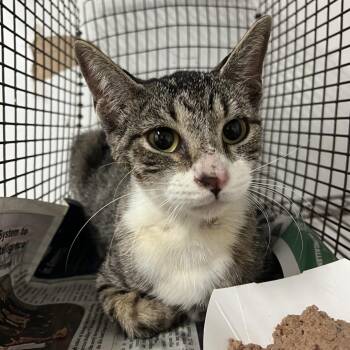 Cholula -  Domestic Short Hair Cat for Adoption in Edinburg, Texas - Cholula | PetCurious