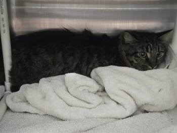MAZIKEEN -  Domestic Short Hair Cat for Adoption in Omaha, Nebraska - MAZIKEEN | PetCurious