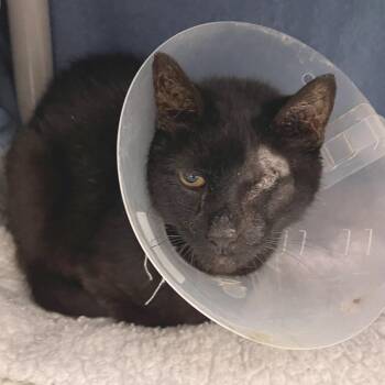 Hoagie -  Domestic Short Hair Cat for Adoption in York, Pennsylvania - Hoagie | PetCurious