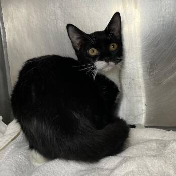 Bologna -  Domestic Short Hair Cat for Adoption in Roanoke, Virginia - Bologna | PetCurious