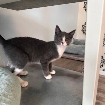 Mikey -  Domestic Short Hair Cat for Adoption in Greensburg, Pennsylvania - Mikey | PetCurious