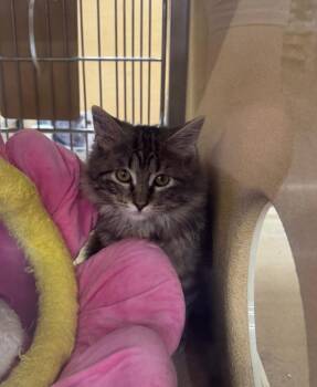 Domestic Medium Hair Cats Available for Adoption - Ambrozia IL | PetCurious