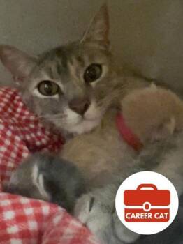 Domestic Short Hair Cats Available for Adoption in Roseville, California - Kate | PetCurious