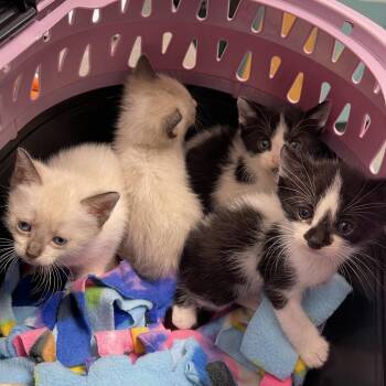 Simon Cowell -  Domestic Short Hair Cat for Adoption in Clearwater, Florida - Simon Cowell | PetCurious