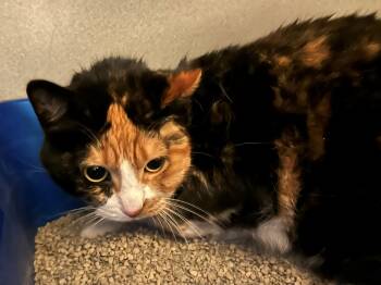 Ruffle -  Domestic Short Hair Cat for Adoption in Mason City, Iowa - Ruffle | PetCurious