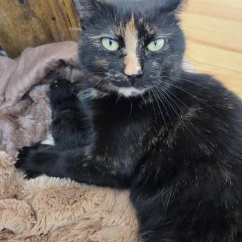 Gigi -  Domestic Short Hair Cat for Adoption in Montreal, Quebec - Gigi | PetCurious