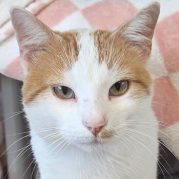 Pikachu -  Domestic Short Hair Cat for Adoption in Jefferson, Wisconsin - Pikachu | PetCurious