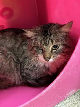 Domestic Medium Hair Cats Available for Adoption in Oklahoma City, Oklahoma - P5 | PetCurious