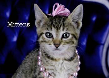 Rescue Tabby Cats for Adoption in York, Nebraska - Mittens | PetCurious
