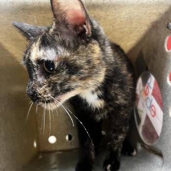 Morth -  Domestic Short Hair Cat for Adoption in Memphis, Tennessee - Morth | PetCurious