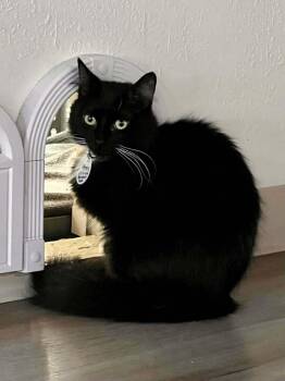 Princess Consuela Banana Hammock -  Domestic Medium Hair Cat for Adoption in Tucson, Arizona - Princess Consuela Banana Hammock | PetCurious