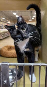 Jackie OHH -  Domestic Short Hair Cat for Adoption in INDN HBR BCH, Florida - Jackie OHH | PetCurious