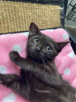 Rescue American Shorthair Cats for Adoption in Oakland Park, Florida - BELLATRIX Baby | PetCurious