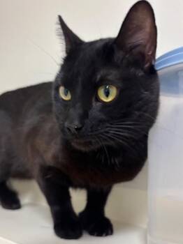 Domestic Short Hair Cats Available for Adoption in Fall River, Massachusetts - Alastor | PetCurious
