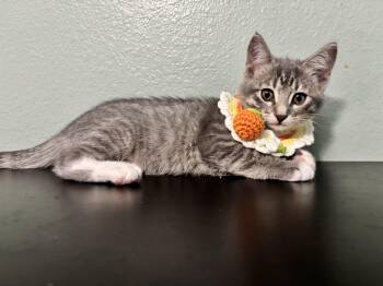DERBY - CRASHING INTO YOUR HEART -  Domestic Short Hair Cat for Adoption in Plano, Texas - DERBY - CRASHING INTO YOUR HEART | PetCurious