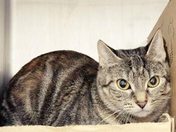 Domestic Short Hair Cats Available for Adoption in Brentwood, Missouri - LUNA | PetCurious