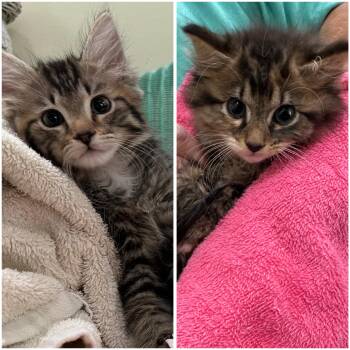 Troy & Kate -  Domestic Long Hair and Tabby Cat for Adoption in Lawrenceville, Georgia - Troy & Kate | PetCurious