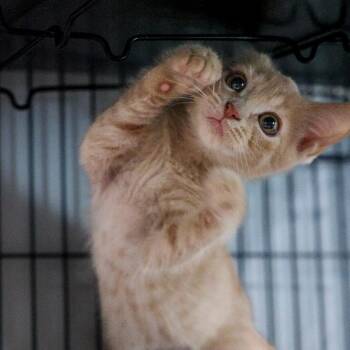 Wanderer -  Domestic Short Hair Cat for Adoption in Bradenton, Florida - Wanderer | PetCurious