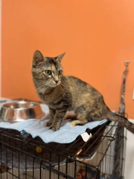 Fox -  Domestic Short Hair Cat for Adoption in Estherville, Iowa - Fox | PetCurious