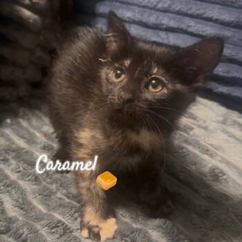Rescue Domestic Short Hair Cats for Adoption in Carmel, Indiana - Carmel | PetCurious