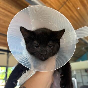 Missy -  Domestic Short Hair Cat for Adoption in Leander, Texas - Missy | PetCurious