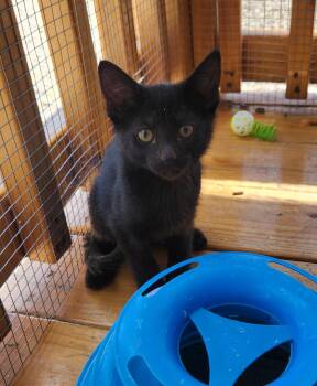 Alfred -  Domestic Short Hair Cat for Adoption in Yarnell, Arizona - Alfred | PetCurious
