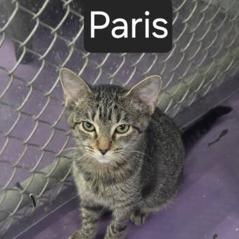 Paris -  Domestic Short Hair Cat for Adoption in Snow Hill, North Carolina - Paris | PetCurious