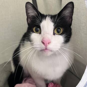 Kylie -  Domestic Short Hair Cat for Adoption in Tampa, Florida - Kylie | PetCurious