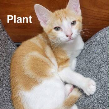 Plant -  Domestic Short Hair Cat for Adoption in Hazlet, New Jersey - Plant | PetCurious