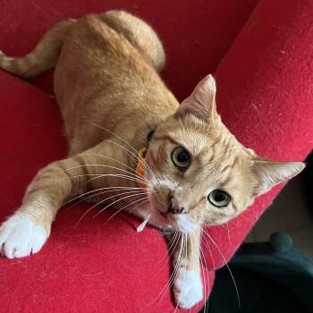 Nanami -  Domestic Short Hair Cat for Adoption in Santa Ana, California - Nanami | PetCurious