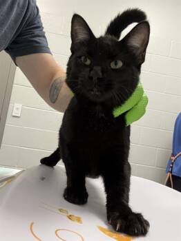 SONIC -  Domestic Short Hair Cat for Adoption in Indianapolis, Indiana - SONIC | PetCurious