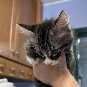 Ivy (Purple Collar) -  Domestic Short Hair Cat for Adoption in Newport, Tennessee - Ivy (Purple Collar) | PetCurious